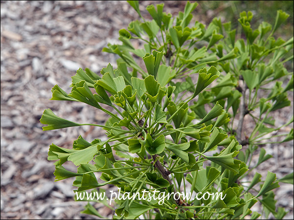 Ginkgo tublifolia (Ginkgo biloba) 
The leaves of this Ginkgo are rolled giving arise to the name Tubed Ginkgo.